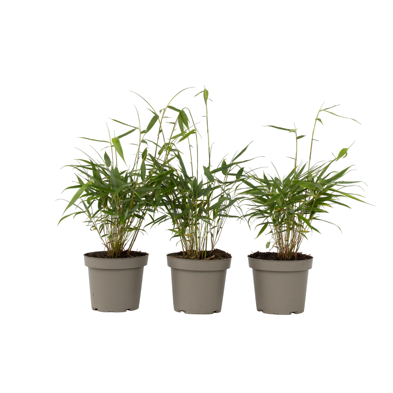 Cespugli di bambù - 3 Pezzi - Fargesia scabrida - Altezza 25-40cm - ⌀13cm