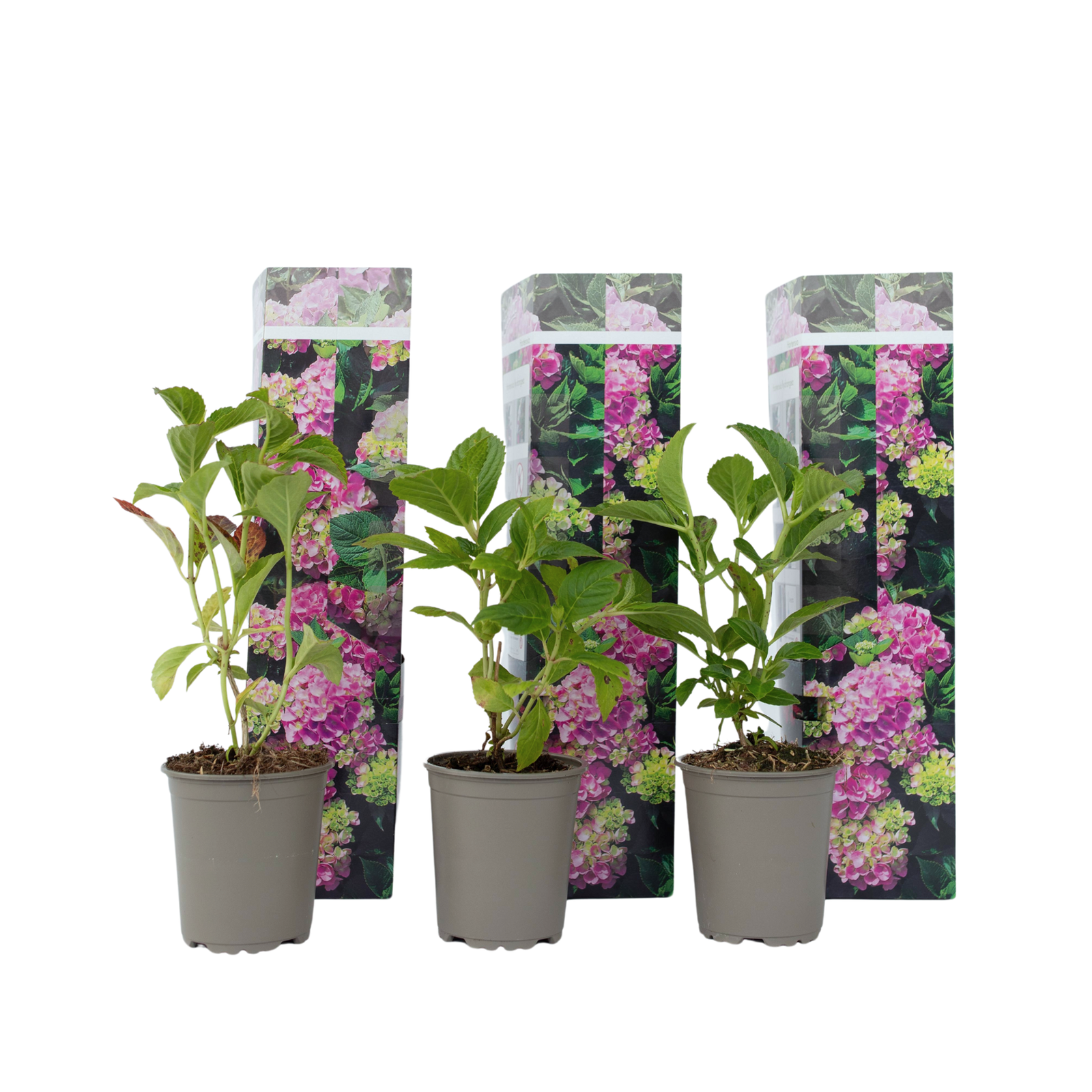 Ortensia - 3 Pezzi - Hydrangea macrophylla 'Early Pink' - Altezza 25-40cm - ⌀9cm