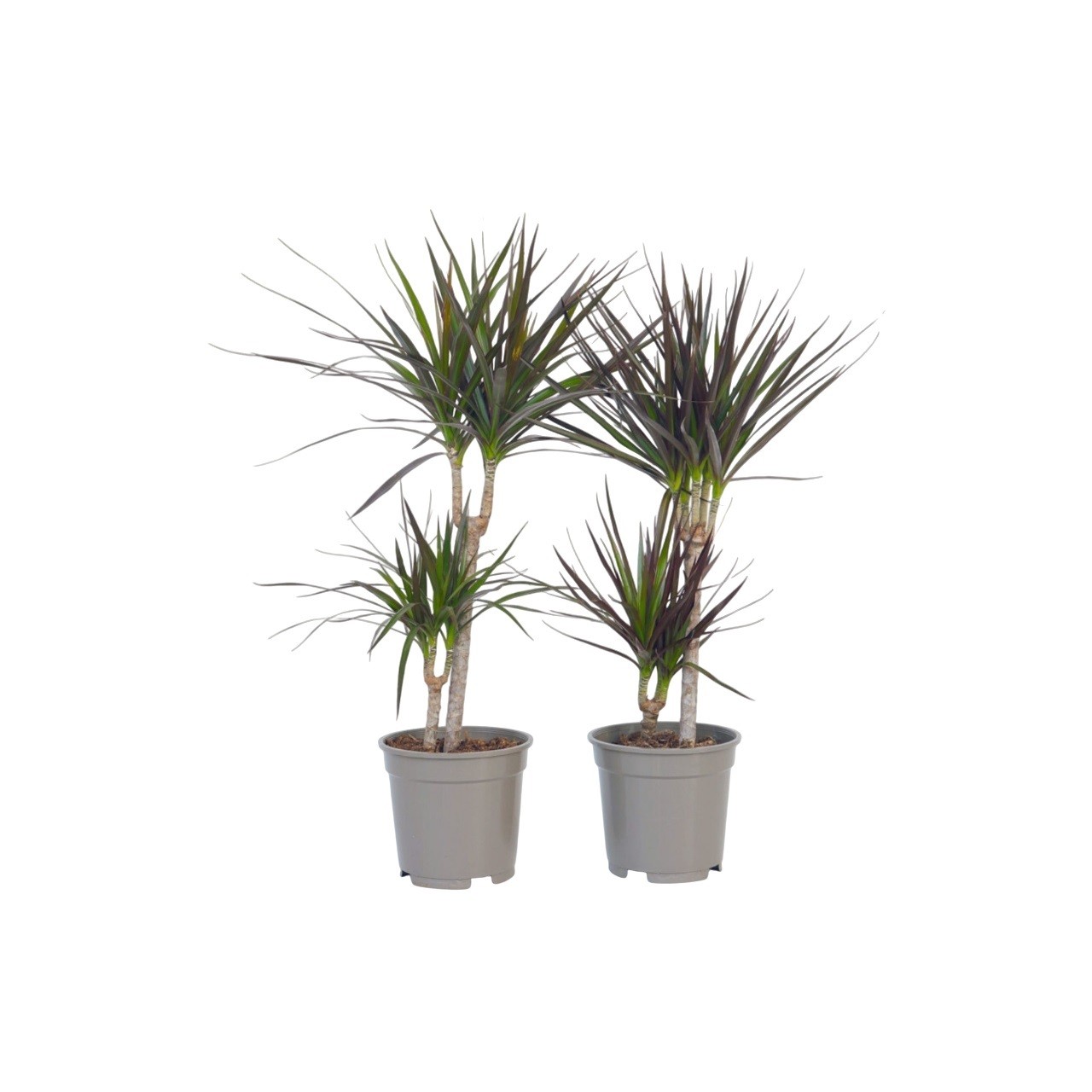 Dracena - 2 Pezzi - Dracaena marginata - Altezza 70-80cm - ⌀17cm