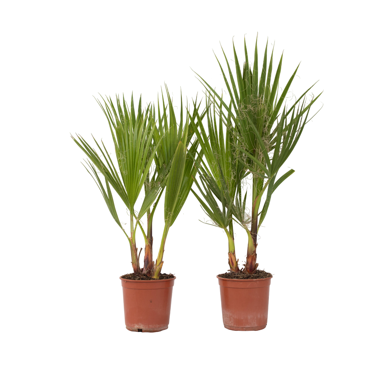 Palma della California - 2 Pezzi - Washingtonia robusta - a50-60cm - ⌀15cm