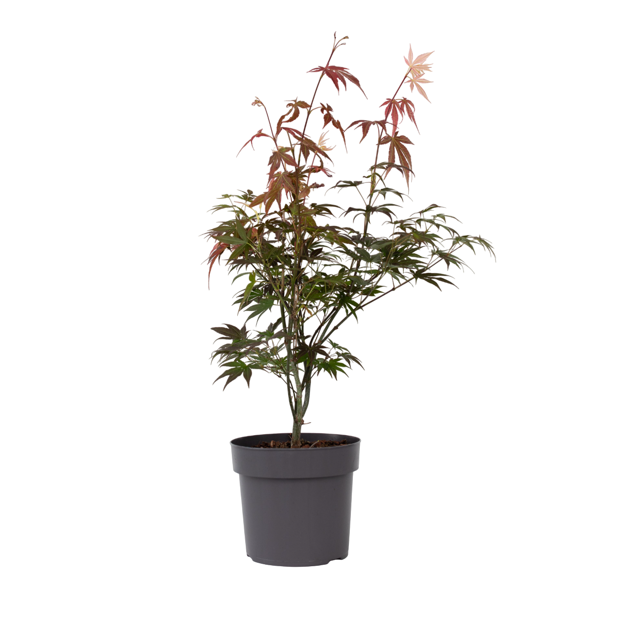 Aceri giapponese - Acer palmatum 'Atropurpureum' - Altezza 60-70cm - ⌀19cm