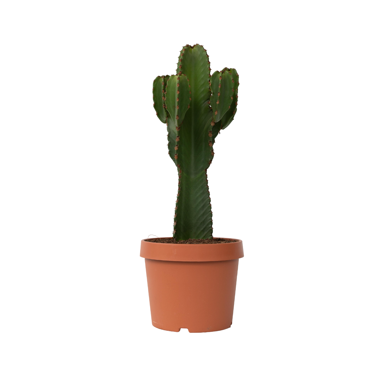 Albero dei candelabri - Euphorbia ingens - Altezza 85-95cm - ⌀24cm