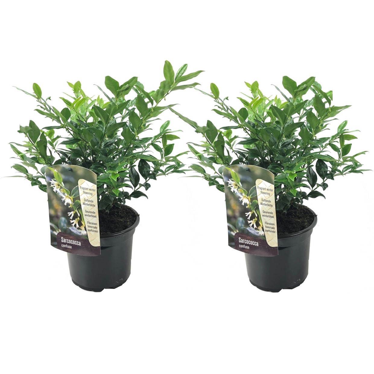 Bacche Profumate - 2 Pezzi - Sarcococca 'Confusa' - Altezza 30-40cm - ⌀17cm