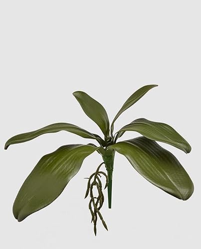 Edg Enzo De Gasperi Enzo De Gasperi Orchidea Phalaenopsis Foglia Olis X6 Con Radice Artificiale H 27 Cm Green