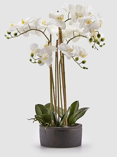 Edg Enzo De Gasperi Enzo De Gasperi Orchidea Phalaenopsis Real Con Vaso Ramo X6 Artificiale H 72,5 Cm White