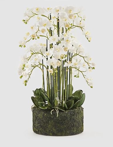 Edg Enzo De Gasperi Enzo De Gasperi Orchidea Phalaenopsis Real X20 Con Zolla Artificiale H 100 Cm White