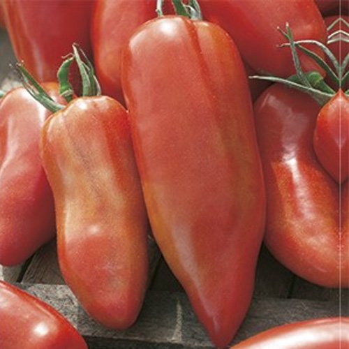 3 Piante In Vaso Ø10Cm Di Pomodoro San Marzano Corno Delle Ande Orto Ortomio
