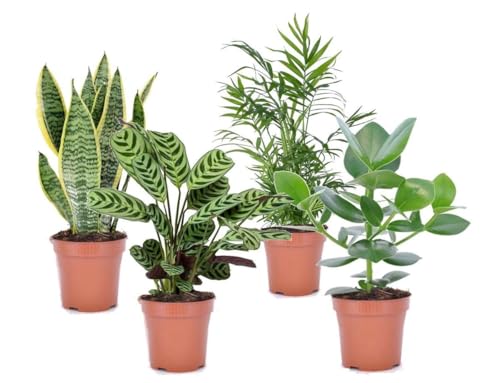 Plant In A Box - Set Di 4 Piante D'Appartamento 'Easy Care' - Pokon - Manutenzione Molto Ridotta - Sansevieria, Chamaedorea, Ctenanthe, Clusia - Vaso