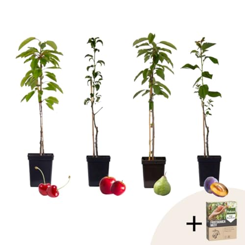 Plant In A Box - Malus 'Braeburn', Prunus Avium, Pyrus 'Doyenne Du Comice', Prunus Domestica - Alberi Da Frutto A Colonna - Pokon - Vaso 9Cm - Altezza