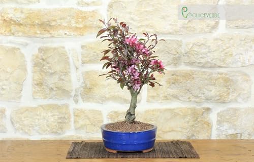 Bonsai Di Melo Da Fiore Cinese (9)