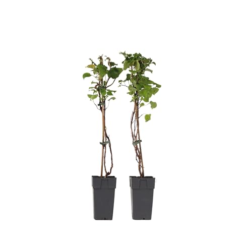 Plant In A Box - Hydrangea Anomala Petiolaris - Set Di 2 - Ortensia Rampicante - ⌀15 Cm - Altezza 60-70 Cm