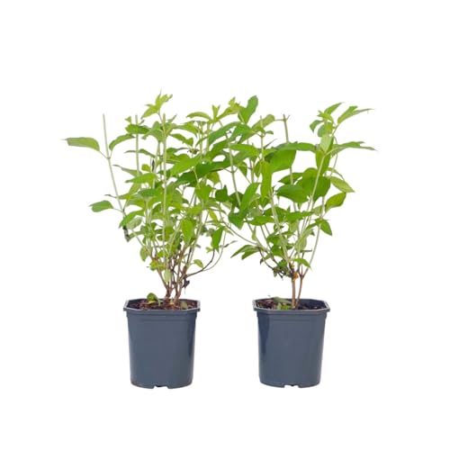 Plant In A Box - Ortensia Hydrangea Paniculata 'Grandiflora' - Set Di 2 - Vaso 17Cm - Altezza 30-40Cm - Resistente All'Inverno - Pianta Da Giardino