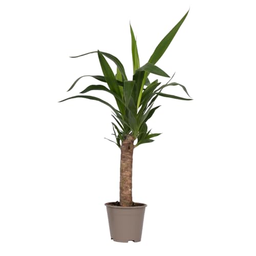 Plant In A Box - Tronchetto Della Felicità - Yucca Elephantipes - Altezza 50-60Cm - Pot 14Cm - Pianta Sempreverde