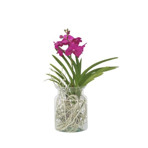 Plant In A Box - Vanda 'Bose' In Vaso - Orchidea - Ciliegio - Altezza 45Cm