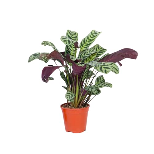 Plant In A Box - Ctenanthe Burle-Marxii - Piante Da Appartamento - Vaso 12Cm - Altezza 25-40Cm