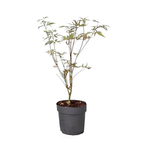 Plant In A Box - Ao Giapponese - Palmatum 'Butterfly' - Altezza 25-40Cm - Dimensione Del Vaso 10,5Cm - Albero - Verde
