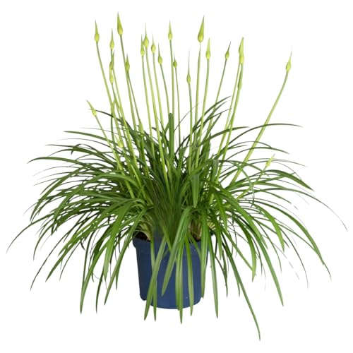Plant In A Box - Giglio Africano - Set Di 1 - Agapanthus Amourette - Altezza 65-80Cm - Ø 23Cm - Pianta Da Interno Fiorita - Blu