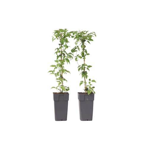 Plant In A Box - Clematis Montana 'Grandiflora' - Set Di 2 - Vite Forestale - ⌀50 Cm - Altezza 60-70 Cm