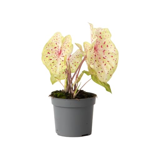 Plant In A Box - Caladio - Caladium 'Miss Muffet' - Altezza 25-40Cm - ⌀12Cm