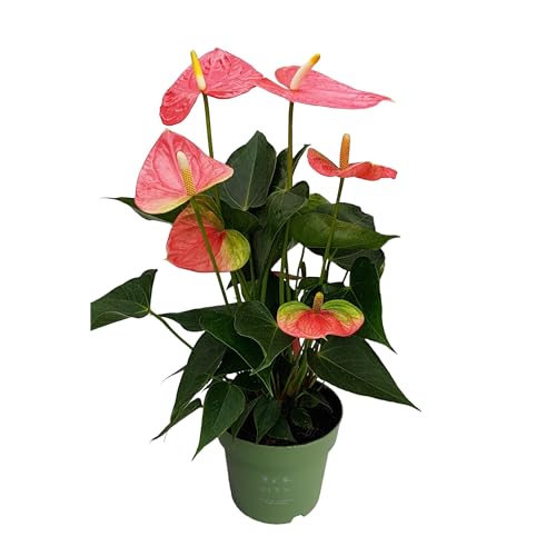 Plant In A Box - Anturio - Anthurium 'Colorado Pink' - Altezza 40-55Cm - Ø14Cm