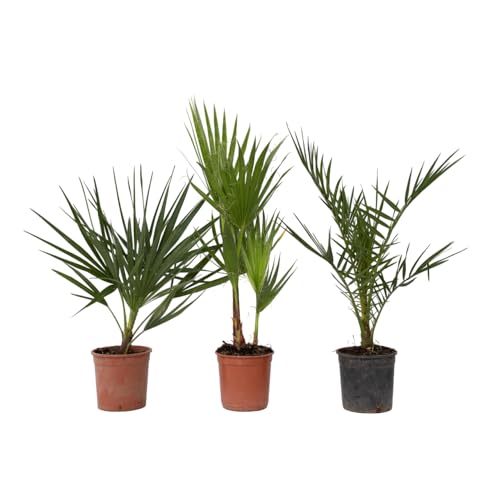 Plant In A Box - Set Di 3 Palme Da Esterno - Phoenix, Chamaerops, Washingtonia - Vaso 15Cm - Altezza 50-70Cm
