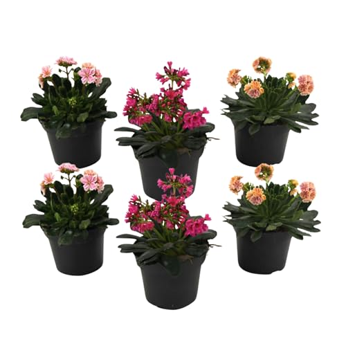 Plant In A Box - Lewisia Cotyledon 'Erbaamara' - Miscela Di 6 - Rosa, Arancione, Viola - Pianta Da Giardino Fiorita - Resistente - Lewisia A Foglie Di