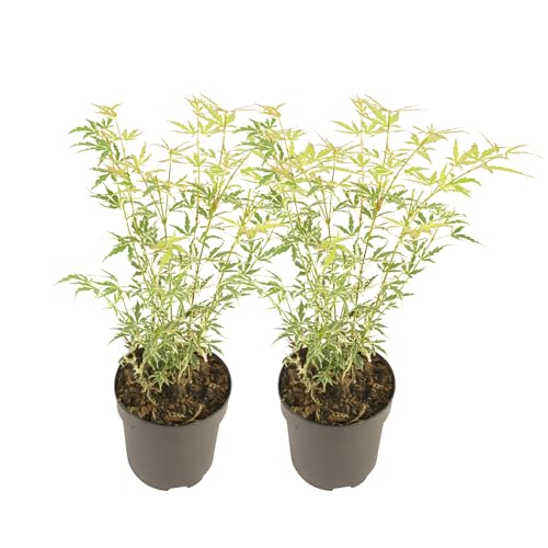 Plant In A Box - Aceri Giapponese - 2 Pezzi - Acer Palmatum 'Butterfly' - Altezza 35-55Cm - ⌀15Cm