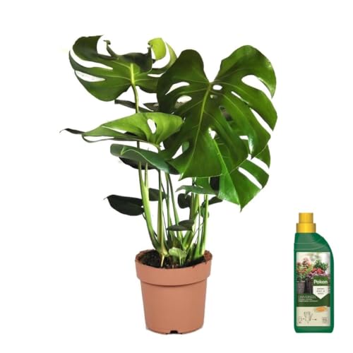 Plant In A Box - Monstera Deliciosa - Pianta Forata - Pokon - Vaso 21 Cm - Altezza 70-80Cm