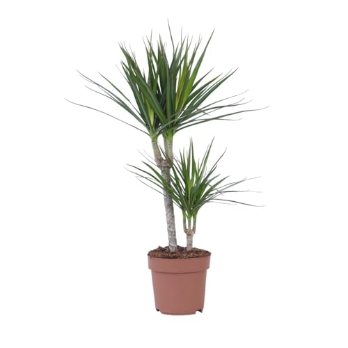 Plant In A Box - Dracaena Marginata - Albero Del Drago - Vaso 17Cm - Altezza 70-80Cm