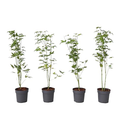 Plant In A Box - Ao Giapponese - 4 Pezzi - Palmatum 'Going Green' - Altezza 25-40Cm - Dimensione Del Vaso 10,5Cm - Albero - Verde