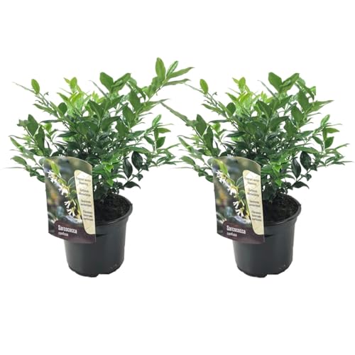 Plant In A Box - Sarcococca Confusa - Set Di 2 - Bacche Di Carne - Fiori Bianchi In Inverno - Pianta Da Giardino - Vaso 17Cm - Altezza 30-40Cm