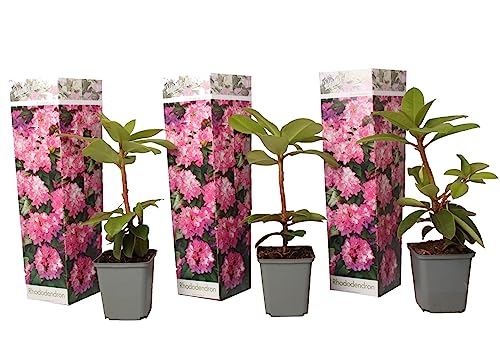 Plant In A Box - Rododendro 'Elegans Pink' - Rosa - Set Di 3 - Rhododendron - Vaso 9Cm - Altezza 25-40Cm