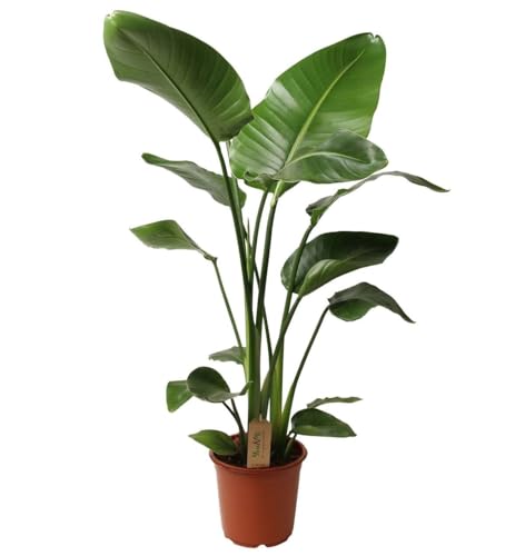 Plant In A Box - Strelitzia Nicolai - Pokon - Fiore Dell'Uccello Del Paradiso - Pianta D'Appartamento - Vaso 21Cm - Altezza 90-110Cm