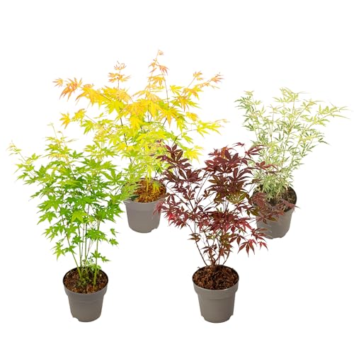 Plant In A Box - Aceri Giapponese - 4 Pezzi - Acer Palmatum 'Mix' - Altezza 35-55Cm - ⌀15Cm