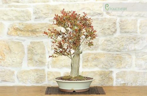 Bonsai Di Lagerstroemia (42)