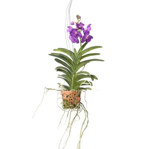 Plant In A Box - Vanda 'Botanica' In Vaso Sospeso In Terracotta - Orchidea - Blu - ⌀12 Cm - Altezza 50 Cm