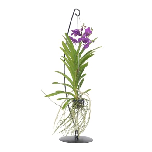 Plant In A Box - Vanda Con Supporto - Blu - Altezza Supporto 70 Cm