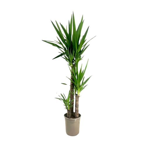 Plant In A Box - Tronchetto Della Felicità - Yucca Elephantipes - Altezza 130-140Cm - ⌀24Cm