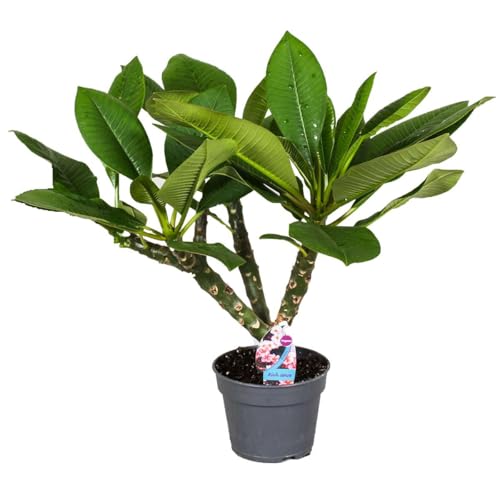 Plant In A Box - Plumeria Hawaiana - Frangipani - Pokon - Vaso 17Cm - Altezza 45-55Cm - Pianta Da Appartamento Fiorita - Pianta Tropicale