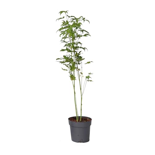 Plant In A Box - Ao Giapponese - Palmatum 'Going Green' - Altezza 25-40Cm - Dimensione Del Vaso 10,5Cm - Albero - Verde