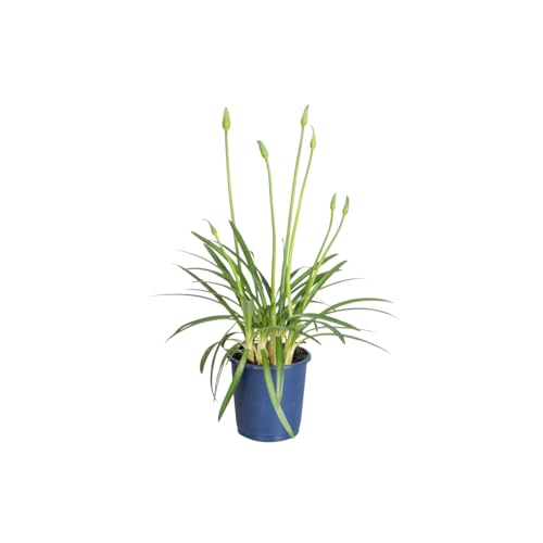 Plant In A Box - Agapanto - Agapanthus 'Superb White' - Altezza 30-45Cm - ⌀14Cm