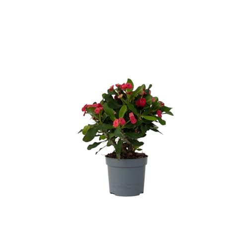 Plant In A Box - Euphorbia Milii - Spina Di Cristo - Pianta D'Appartamento - Succulenta - ⌀ 13 Cm - Altezza 25-35 Cm