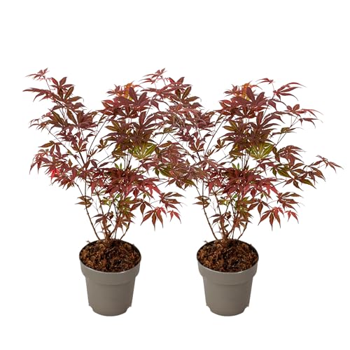 Plant In A Box - Aceri Giapponese - 2 Pezzi - Acer Palmatum Atropurpureum - Alt. 35-55Cm - ⌀15Cm