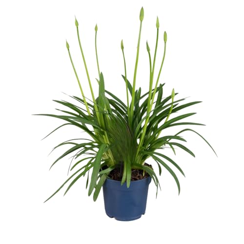 Plant In A Box - Agapanto - Agapanthus 'Superb Blue' - Altezza 55-70Cm - ⌀17Cm