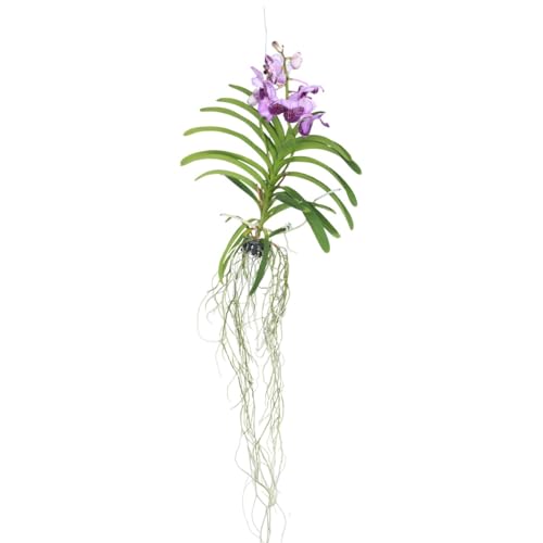 Plant In A Box - Orchidea Vanda - Lilla - L - Altezza 60 Cm