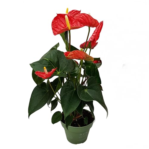 Plant In A Box - Anturio - Anthurium 'Madural Red' - Altezza 40-45Cm - Ø14Cm