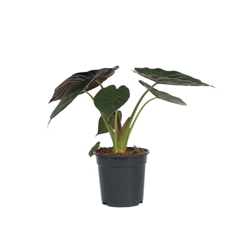 Plant In A Box - Orecchie D'Elefante - Alocasia 'Wentii' - Altezza 70-80 Cm - Vaso 19 Cm - Pianta Da Interno - Verde