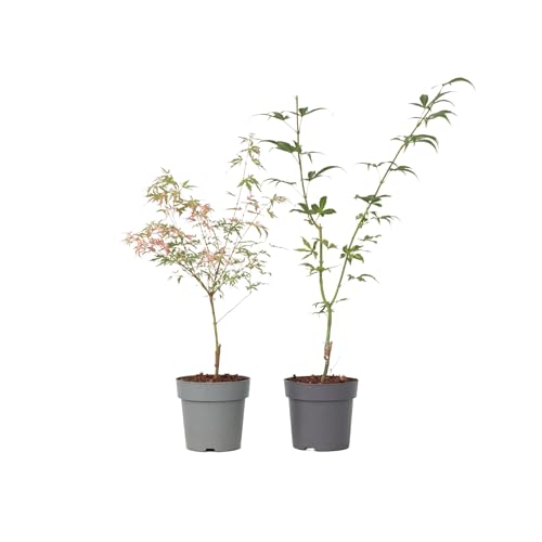 Plant In A Box - Palmatum Ukigumo & Taylor - Set Di 2 - Ao Giapponese - Ø15Cm - Altezza 35-55Cm