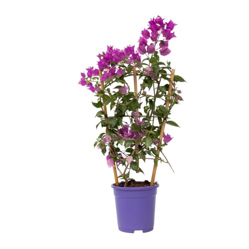 Plant In A Box - Bougainvillea 'Alexandra' - Viola - Rampicante - Pianta Da Giardino - Vaso 17Cm - Altezza 50-60Cm
