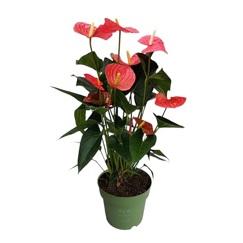 Plant In A Box - Anturio - Anthurium 'Maine Pink' - Altezza 55-70Cm - Ø17Cm